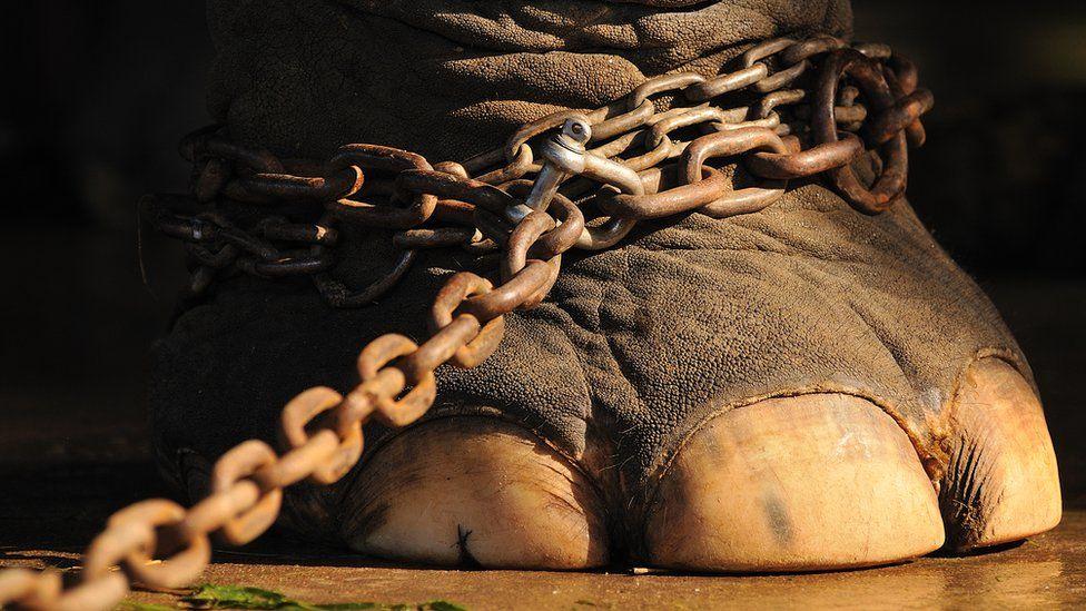 Una pata de elefante encadenada