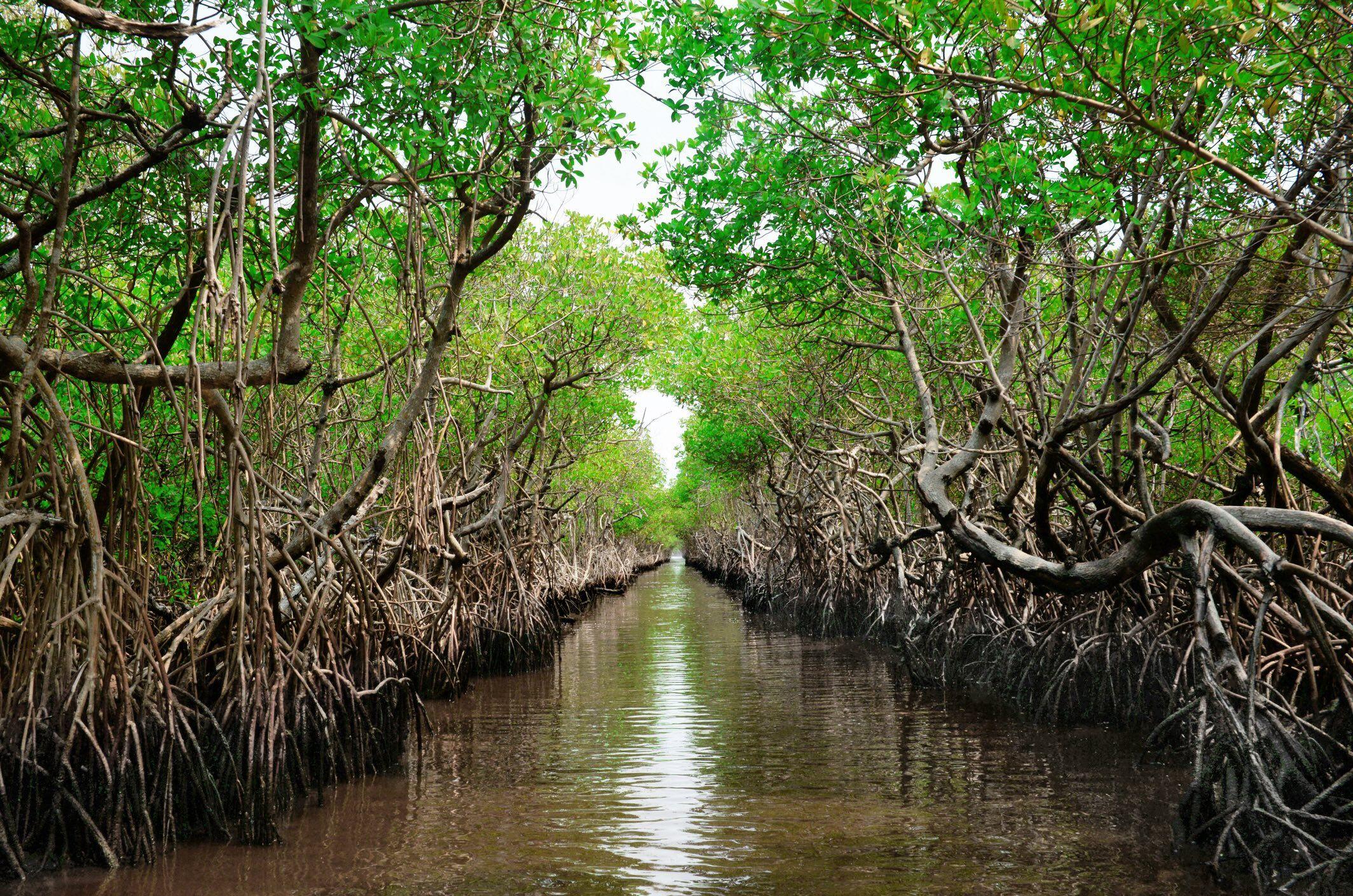 Los everglades de Florida