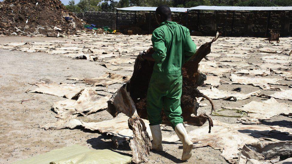 Um homem transporta peles de burro num matadouro do Quênia, enquanto diversas outras podem ser vistas no chão