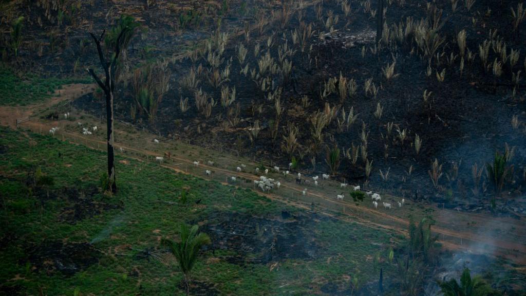 Imagem aérea de uma área desmatada na Amazônia com gado disperso. 