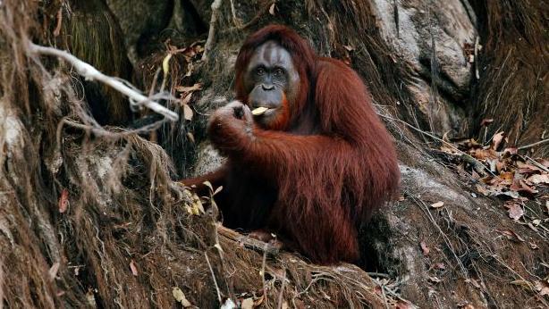 Malaysia offers trade partners orangutan diplomacy