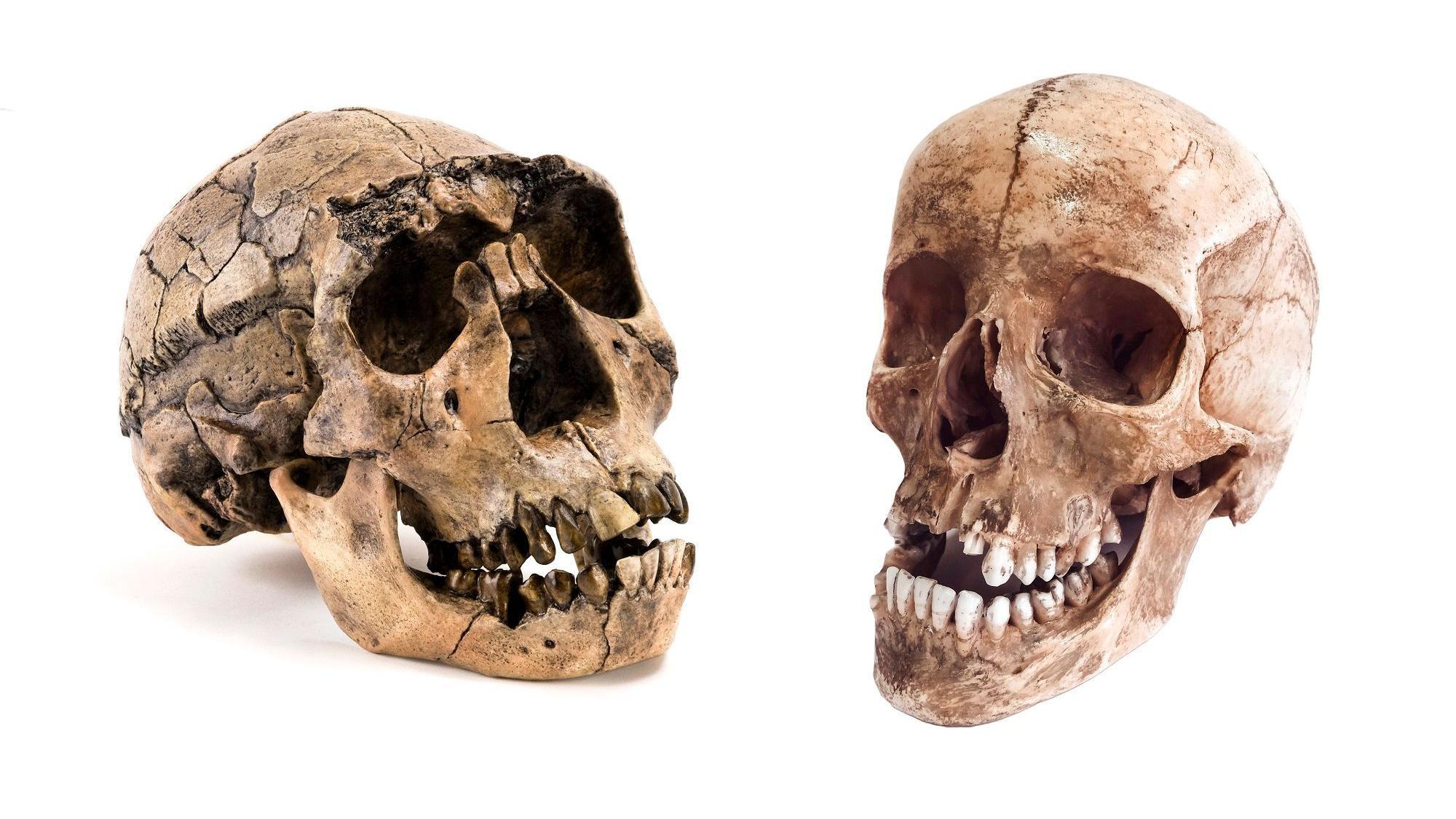 Tengkorak Neanderthal (kiri) dan Homo sapiens atau manusia modern hari ini (kanan).