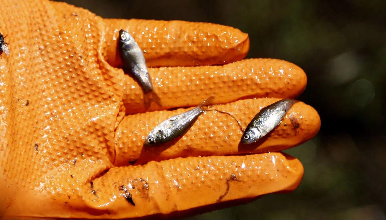 Mão com luva segura peixes pequenos