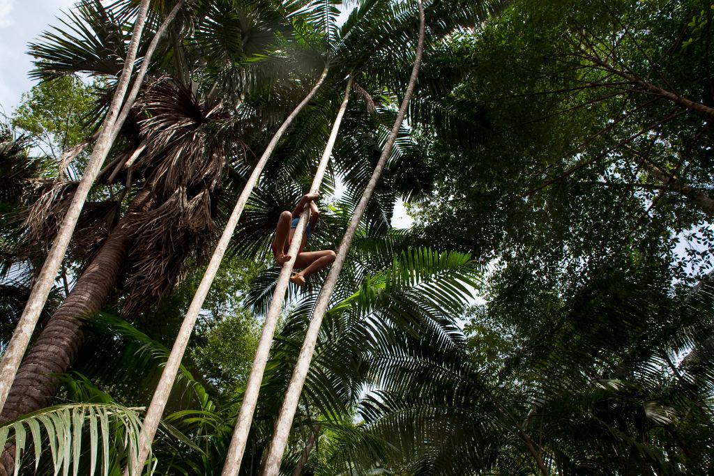 Jovem da comunidade quilombola São Raimundo, em Alcântara, colhe frutos em árvore