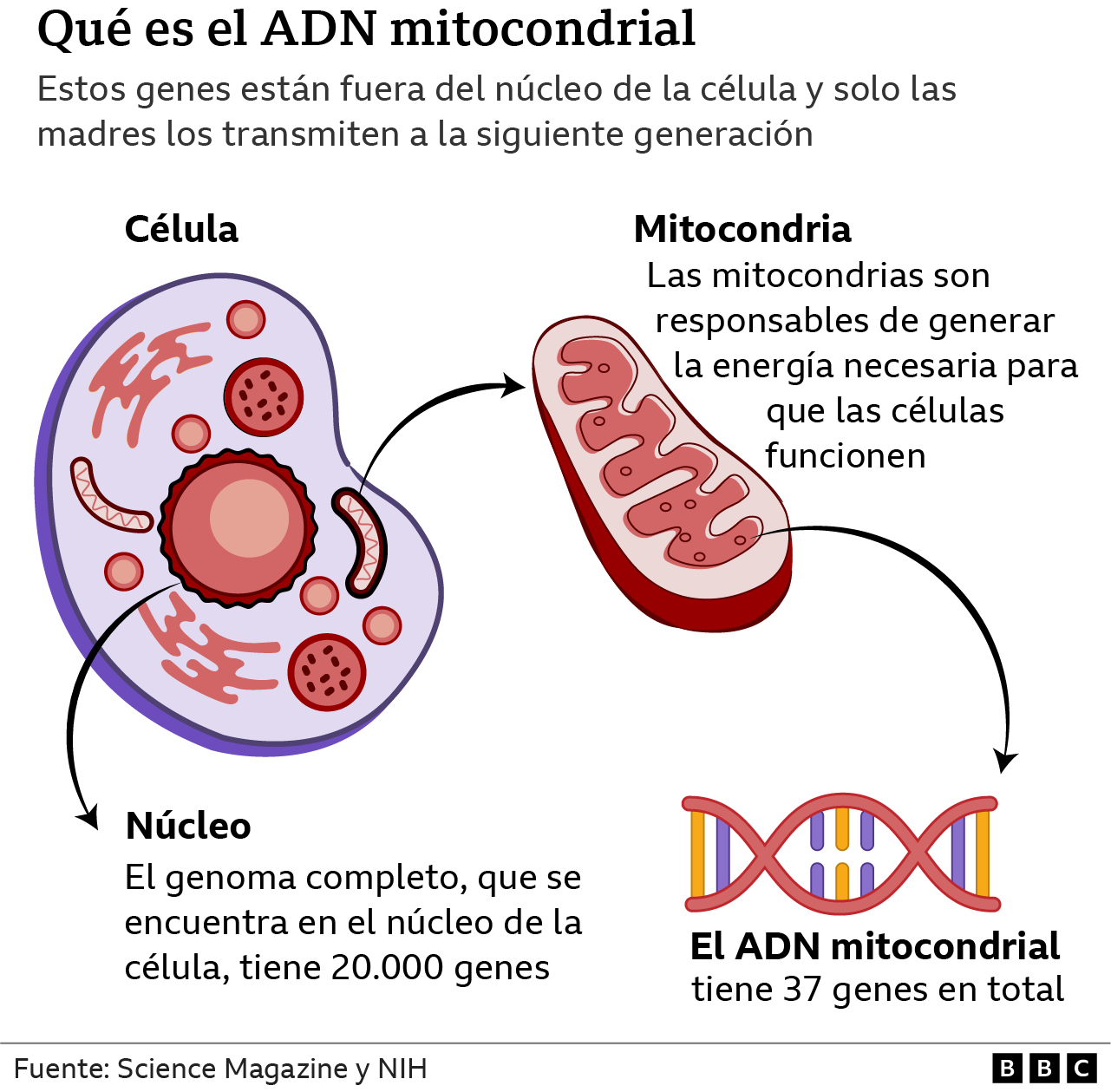 Gráfico del ADN mitocondrial
