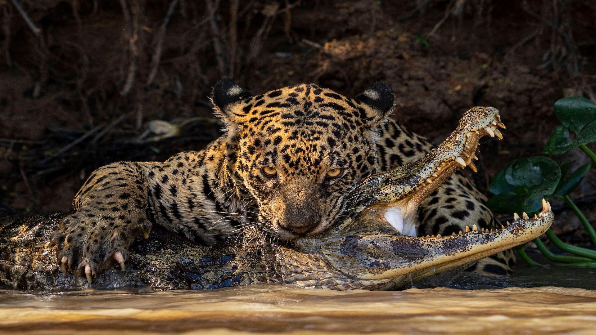 Onça-pintada mordendo um jacaré na água