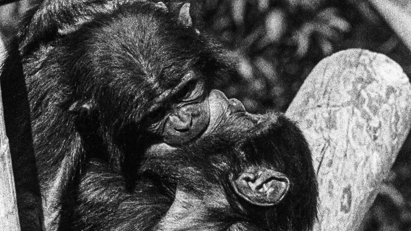 Dos monos besándose "de lengua" en un árbol.