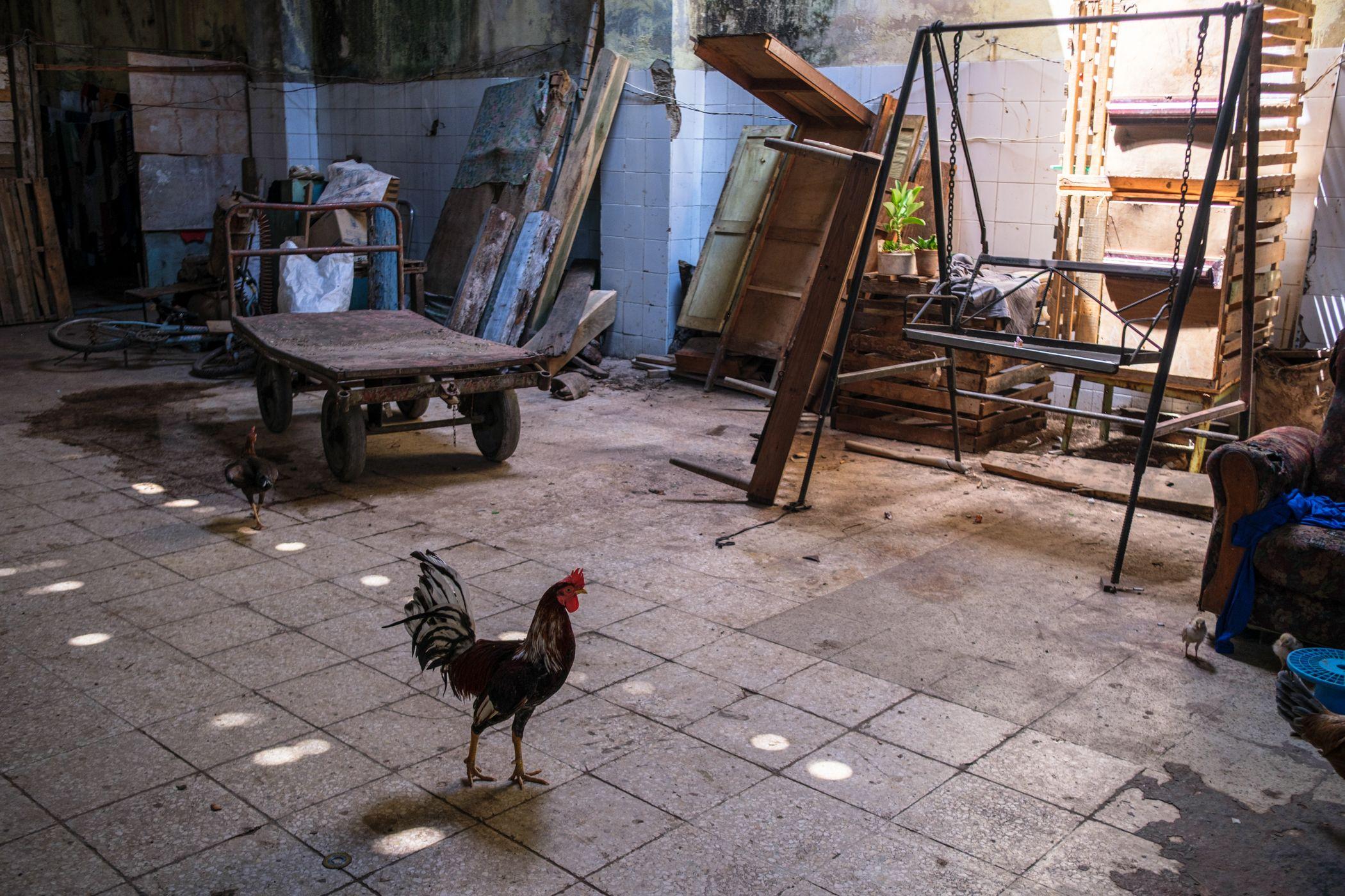 Un pollo deambula por un taller de tallado de madera, que también sirve como el hogar de sus trabajadores, en La Habana, Cuba.