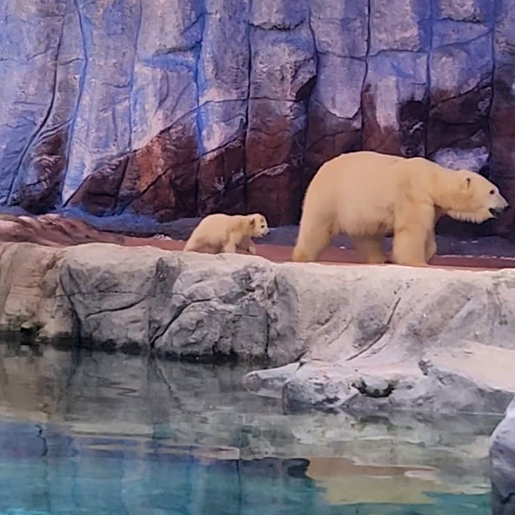 Mãe e filha ursa caminham