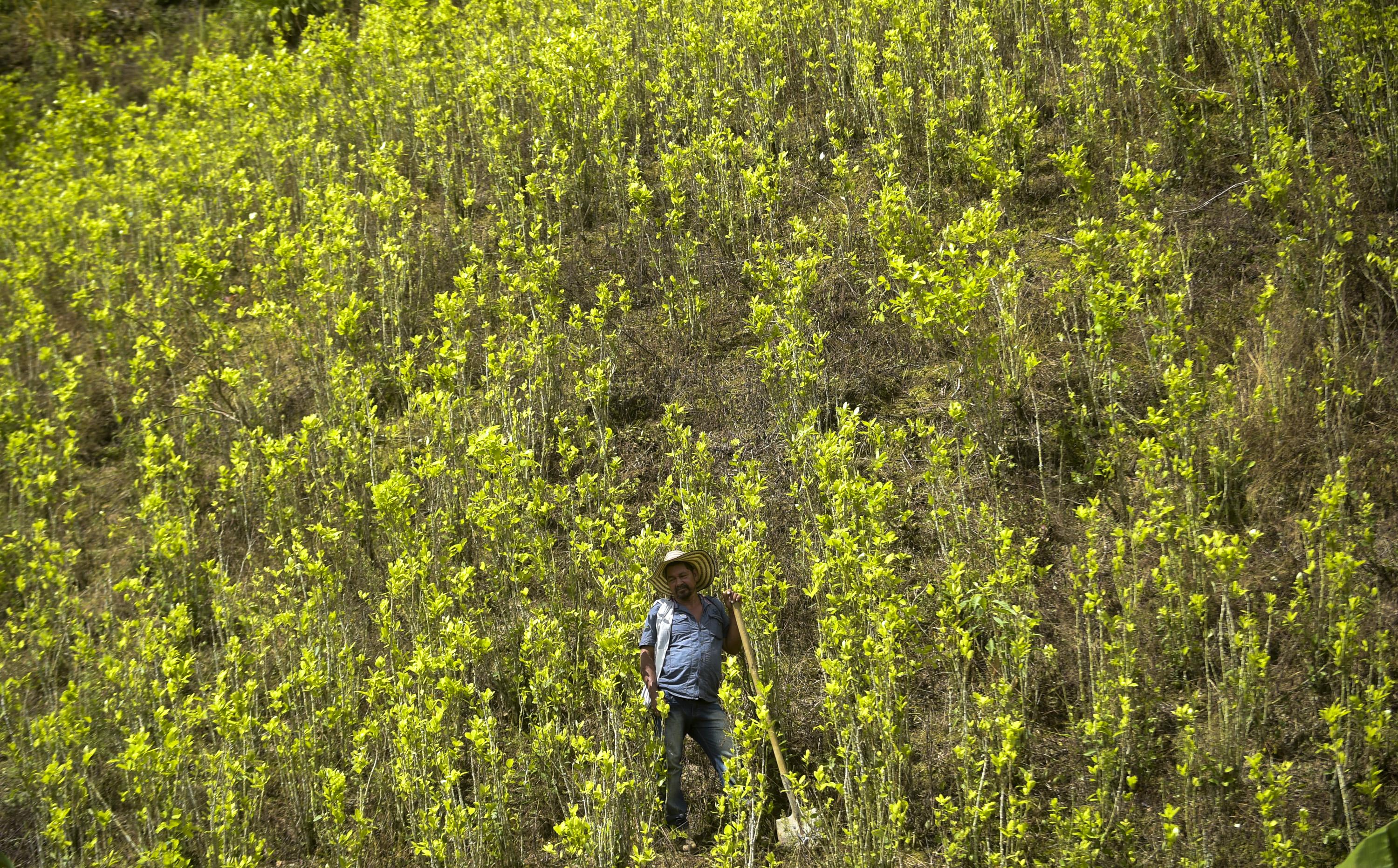 Un cultivador de coca se encuentra en un campo de coca en Pueblo Nuevo, en el municipio de Briceno, departamento de Antioquia, Colombia, el 15 de mayo de 2017