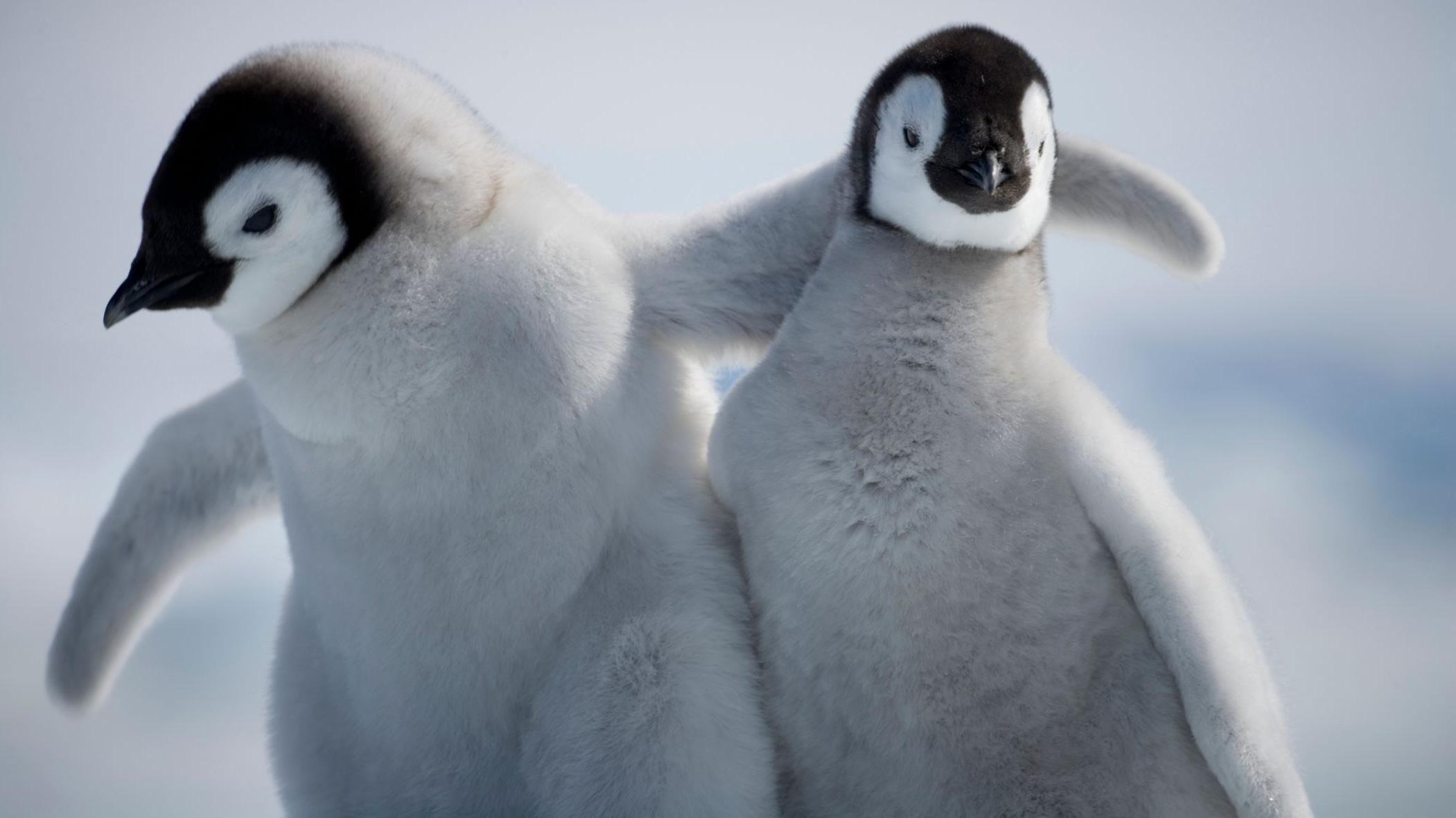 Penguin chicks survive tearaway iceberg