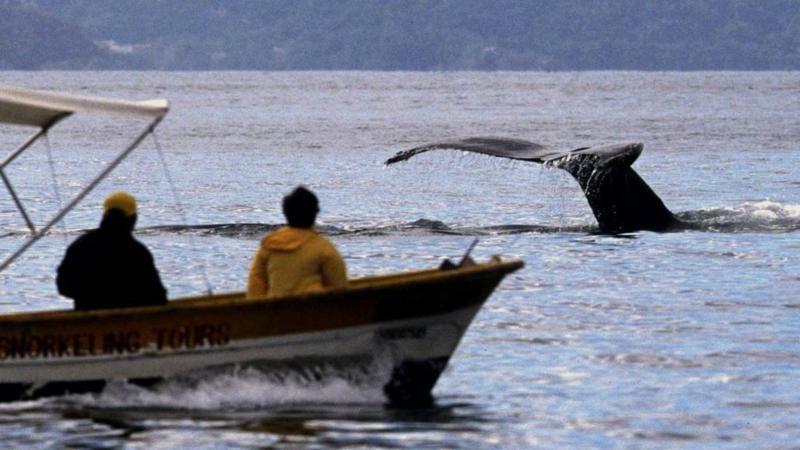 Duas pessoas em um barco observam uma baleia