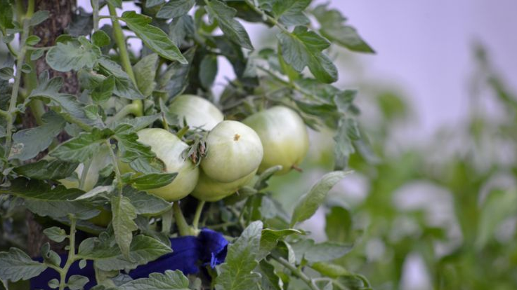 tomato