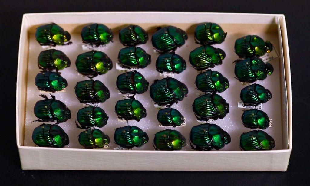 Una colección de escarabajos peloteros de México
