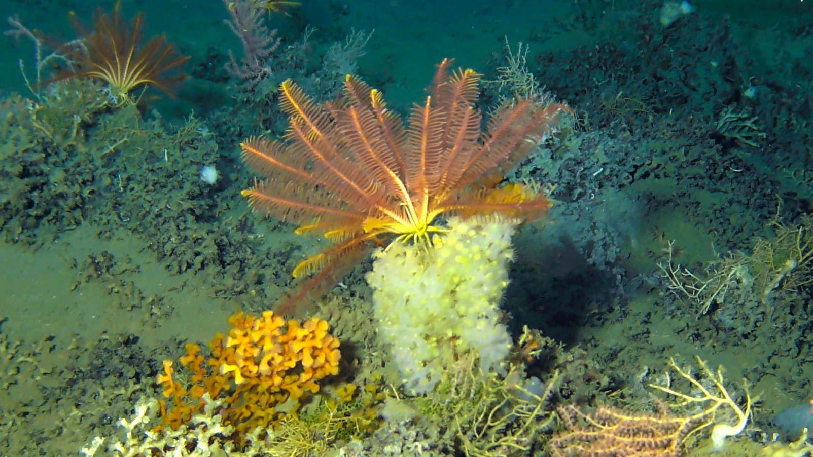 Esponja de mar profundo Aphrocallistes beatrix (estrutura branca) em associação com um crinoide (vermelho/laranja)