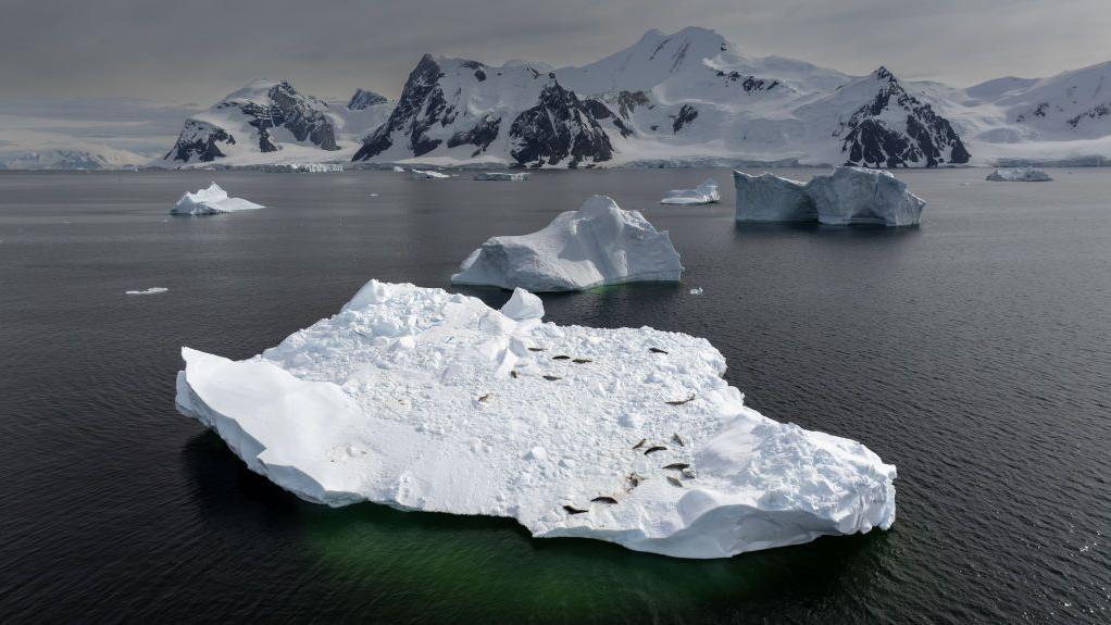 Vista de un glaciar blanco con algunas focas descansando sobre él.