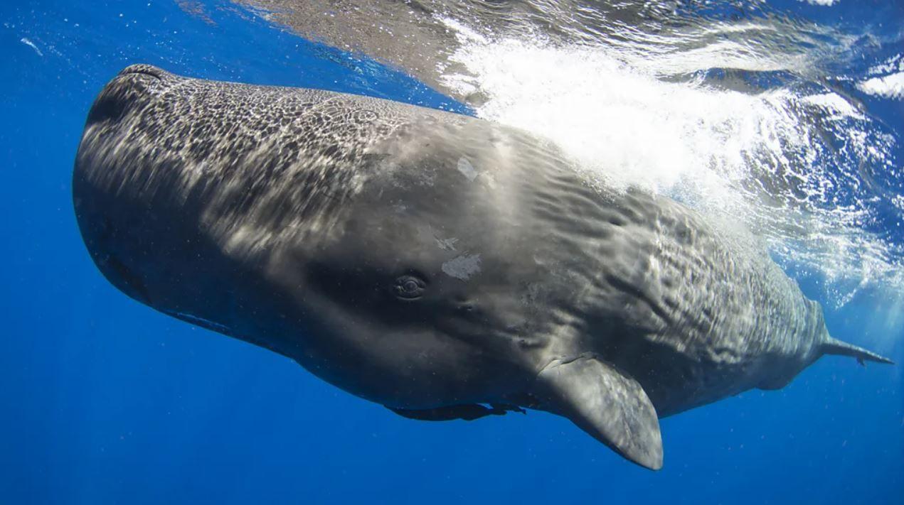 향유고래는 ‘코다’라고 하는 모스 부호 같은 클릭음으로 서로 소통한다   