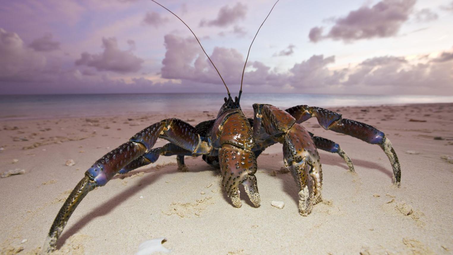 Hay una gran cantidad de cangrejos de coco en el atolón Bikini, aunque son radiactivos