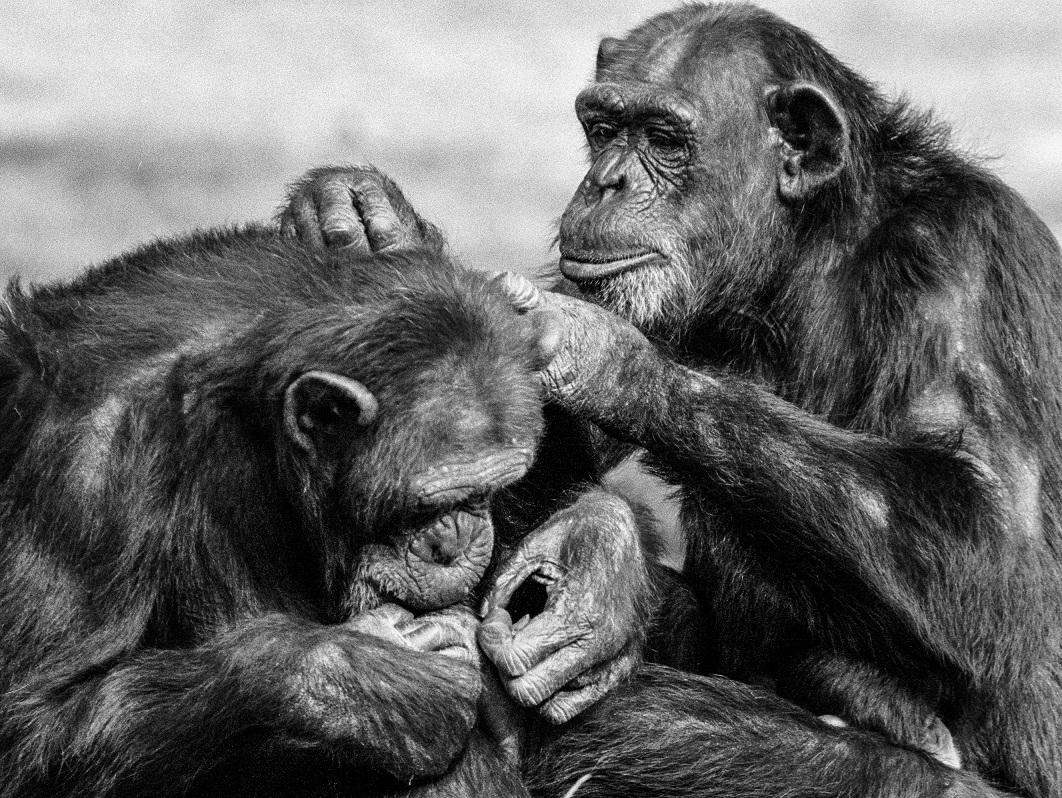 Chimpanzé catando algo no pelo de outra chimpanzé