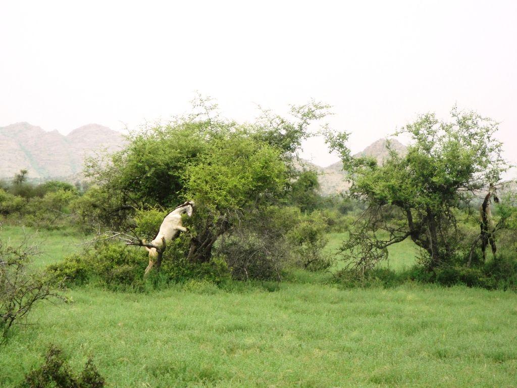 پاکستان