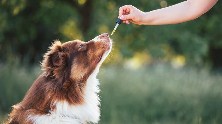 Cachorro recebendo remédio homeopático