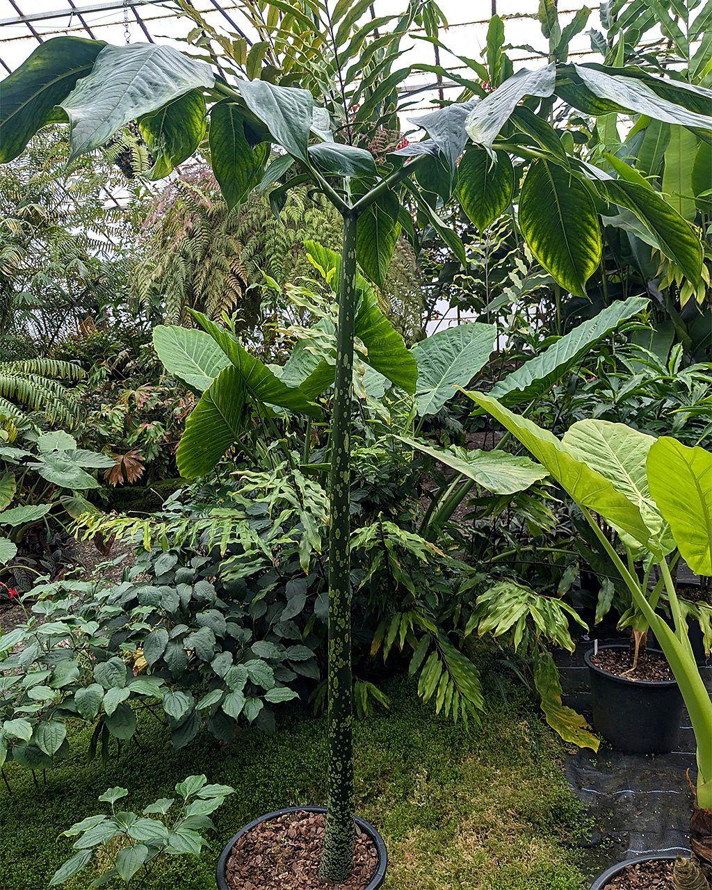 Muda da flor-cadáver em estágio de formação de folhas