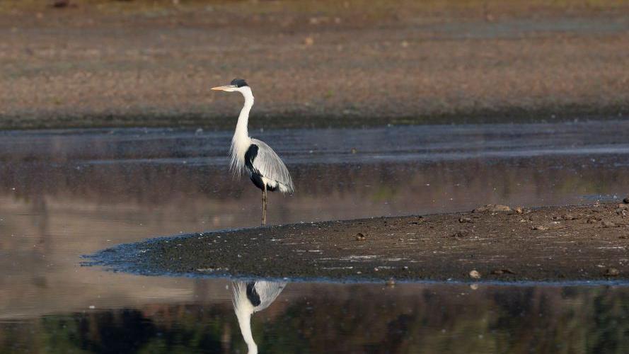 Ave en Laguna de Aculeo