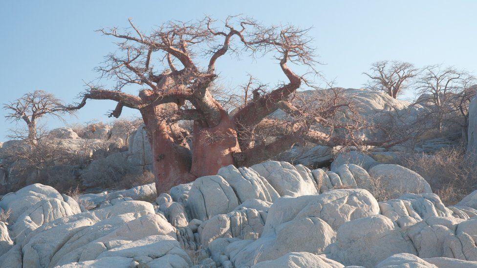 Otro árbol  baobab en medio de rocas