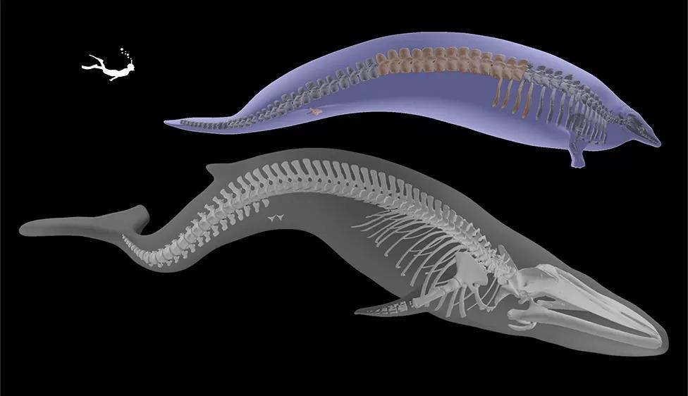 Gráfico comparando esqueletos de dois animais grandes do mar