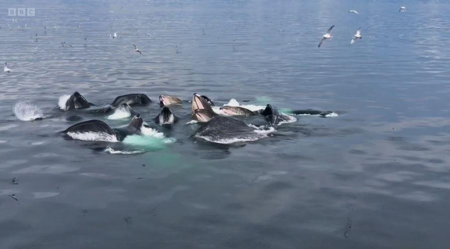 먹이를 사냥하는 동안 고래들이 나누는 대화 장면