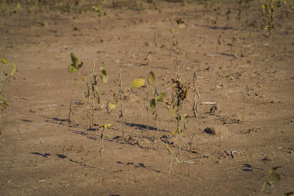 Planta de soja en un campo en la provincia de Santa Fe, Argentina, en medio de la sequía que atravesó el país hasta el primer semestre de 2023.