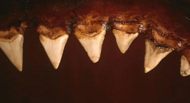 dentes de tubarão