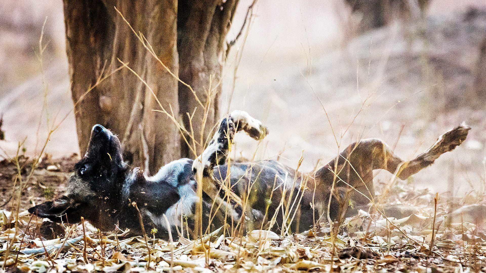 Perros salvajes africanos.