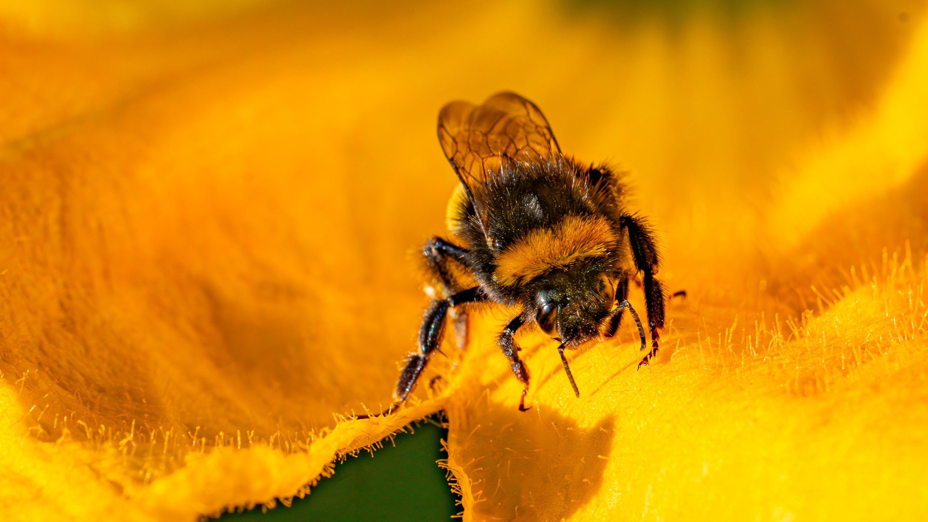 نحلة على زهرة