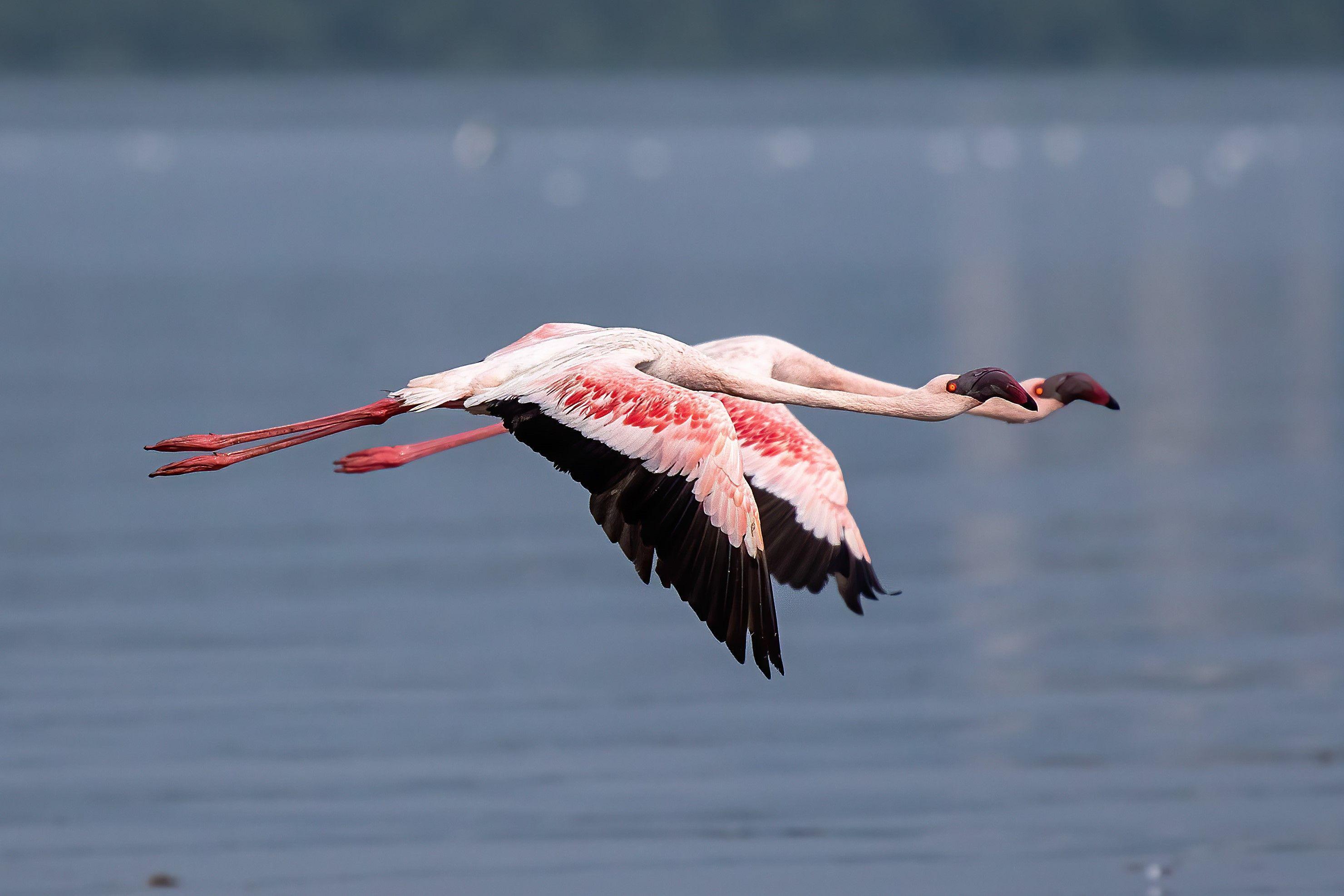 Dozens of flamingos dead after plane hits them in Mumbai