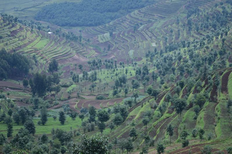 Sistema agroflorestal em Ruanda