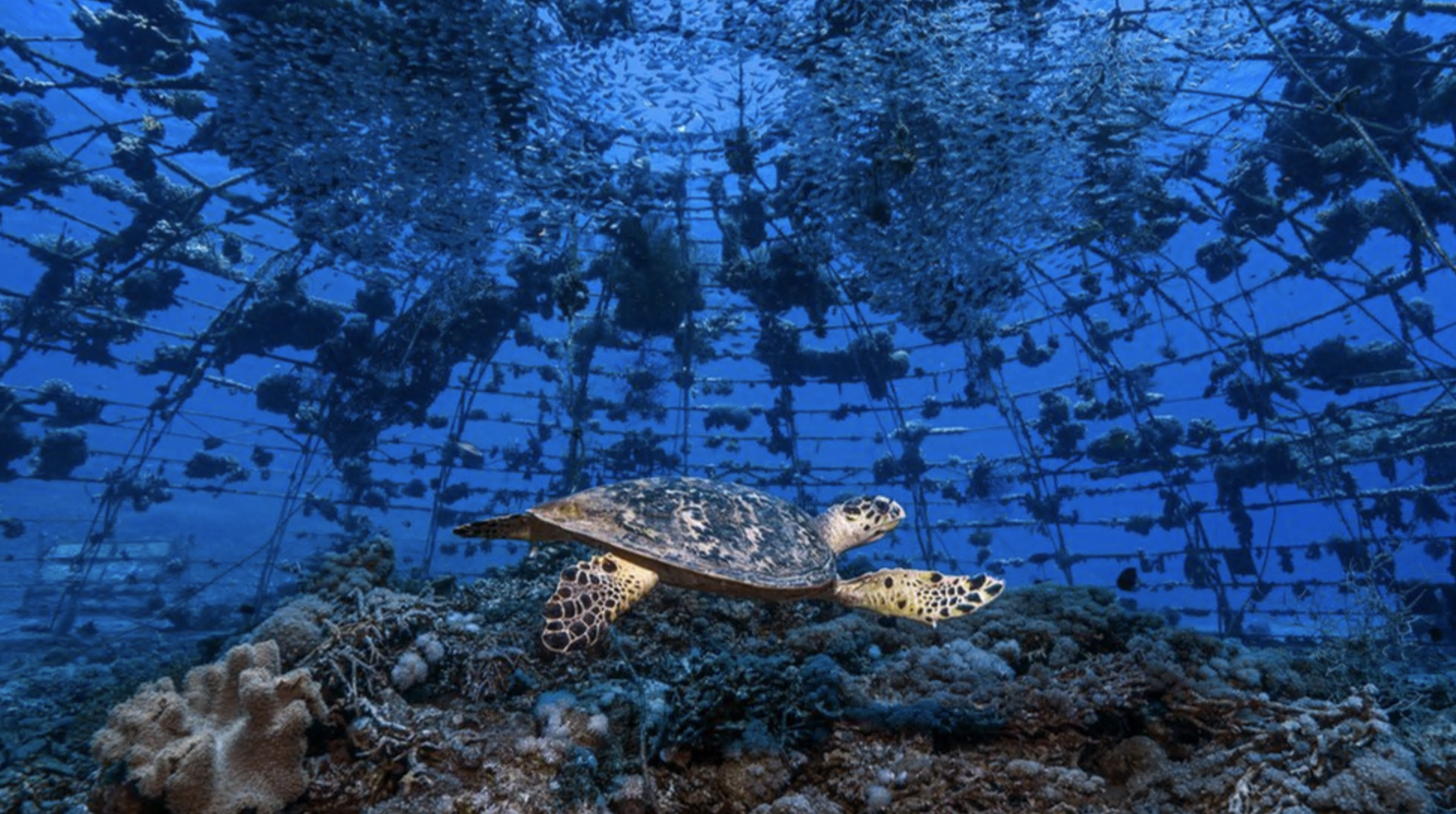 Uma tartaruga-de-pente dando uma conferida em um berçário de corais, no Golfo de Aqaba (ou Eilate), no norte do Mar Vermelho