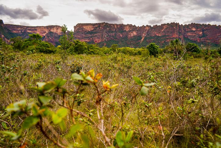 Vegetação típica do Cerrado na região da Chapada dos Guimarães, no estado do Mato Grosso