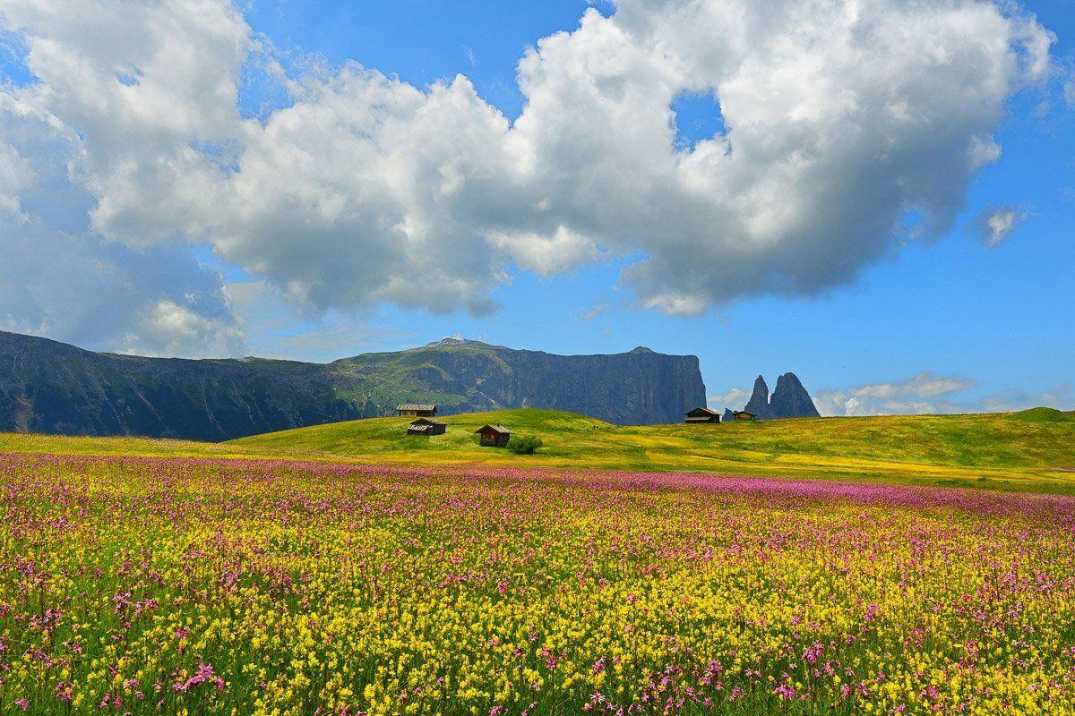 Paisagem de flores