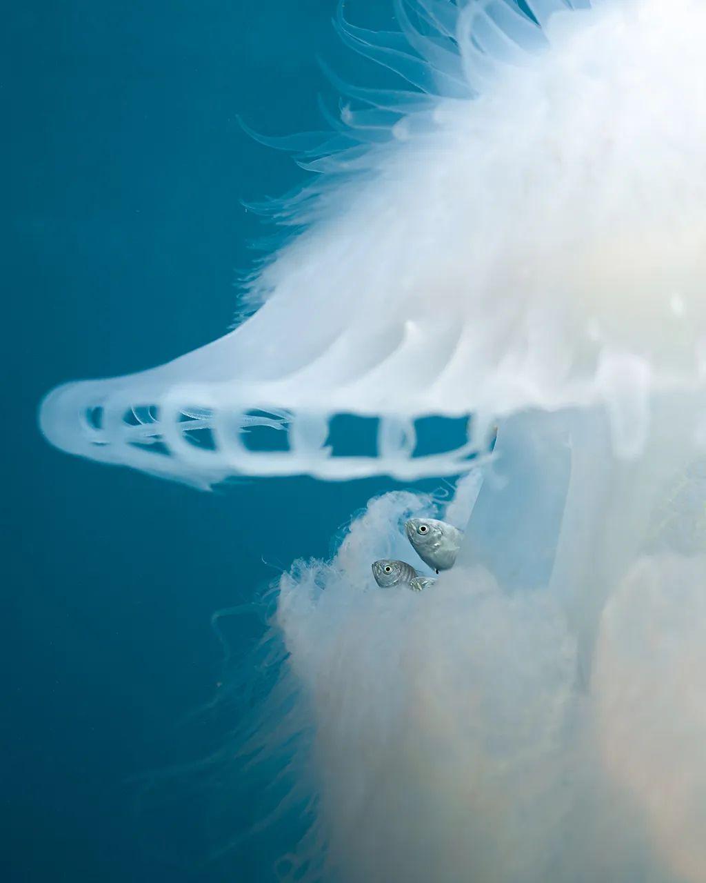 Pequeños peces saliendo de medusa blanca en agua azul