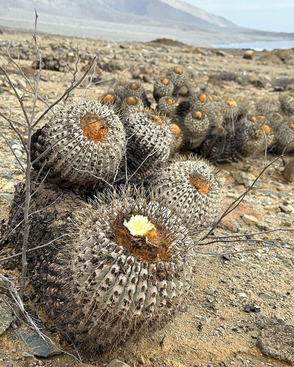 Cactus en el desierto de Atacama. 