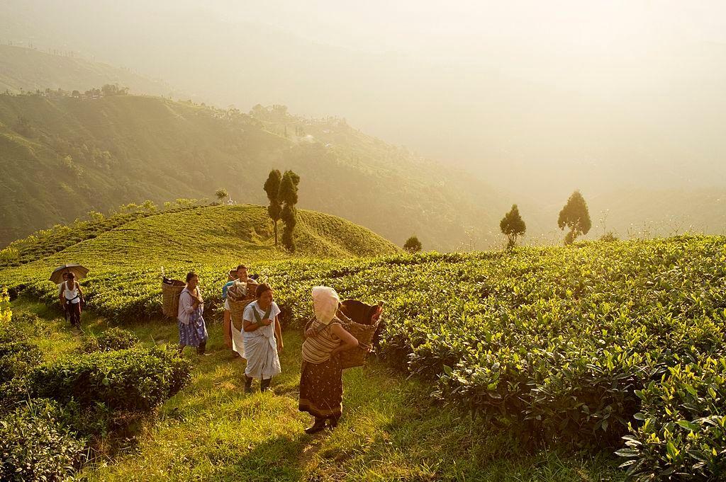حقول زراعة الشاي في الهند