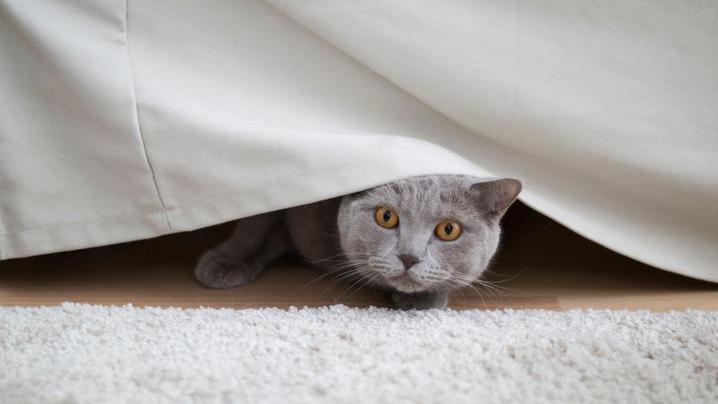 Gato embaixo de sofá ou cama