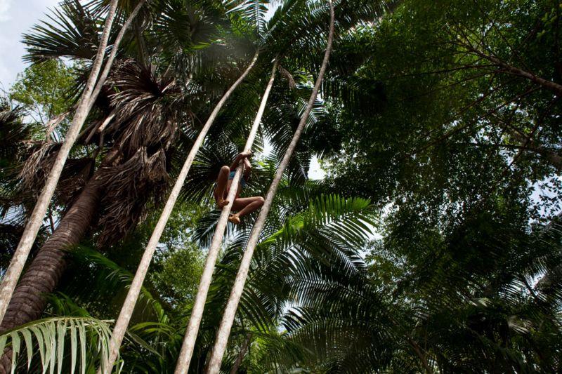 Quilombola escala árvore para colher frutos em Alcântara, Maranhão