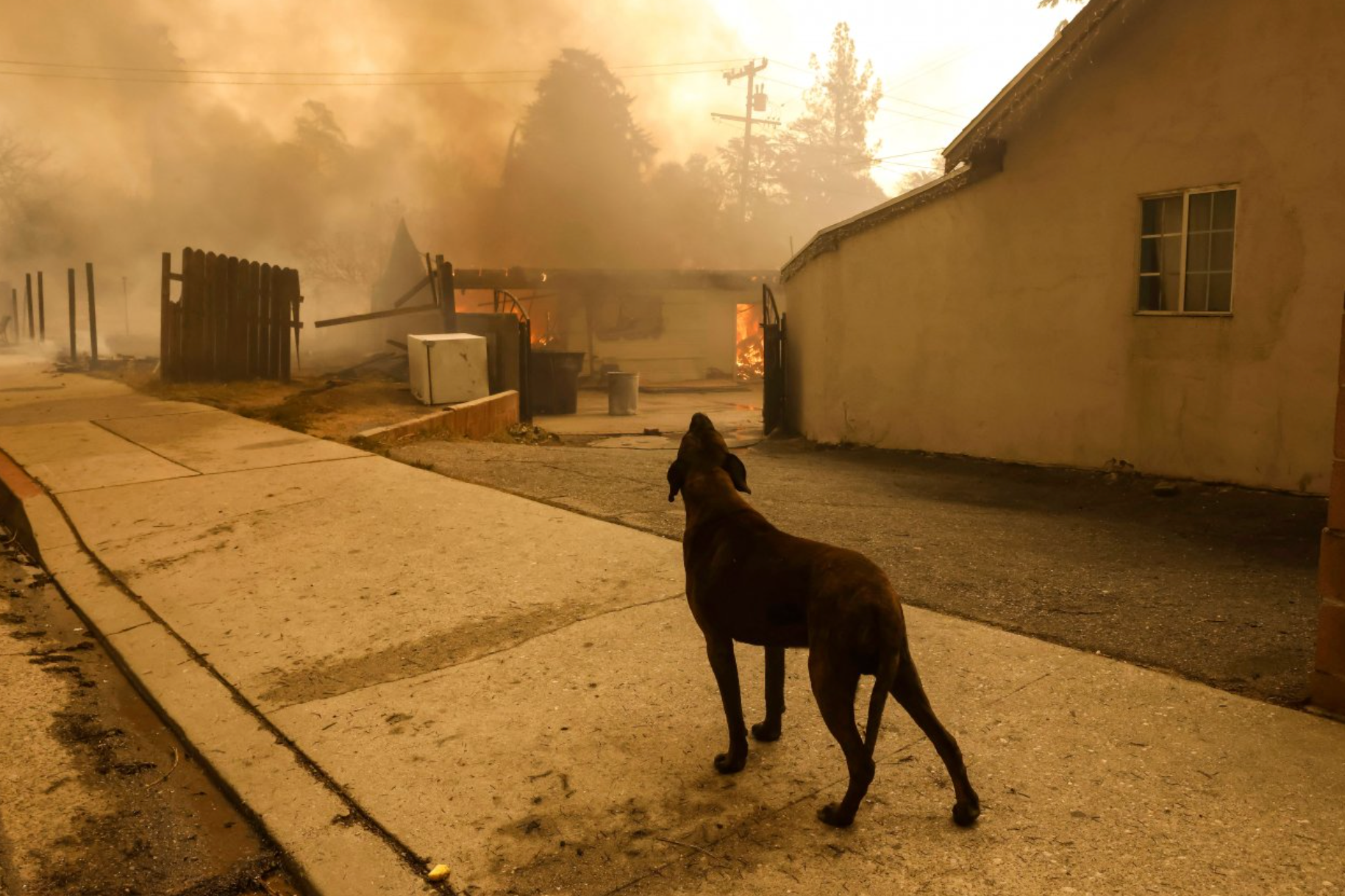 Um cachorro do lado de fora de uma casa pegando fogo durante o incêndio florestal Eaton em Altadena, Califórnia, EUA, 8 de janeiro de 2025. 