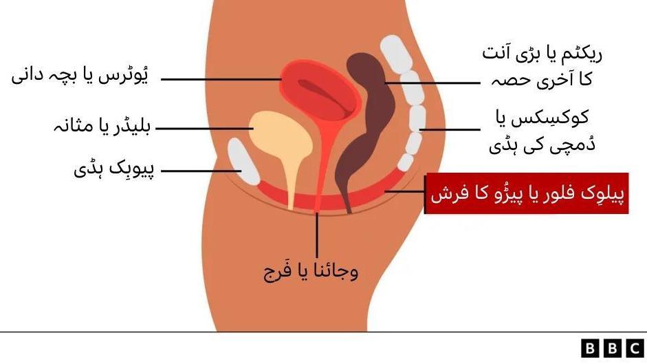 پیلوِس
