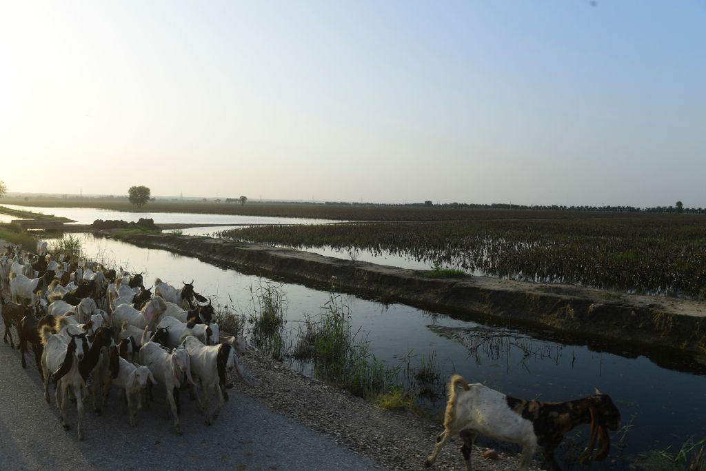 Pakistan'da bu yıl aşırı yağışlar nedeniyle pamuk tarlalarını sel bastı