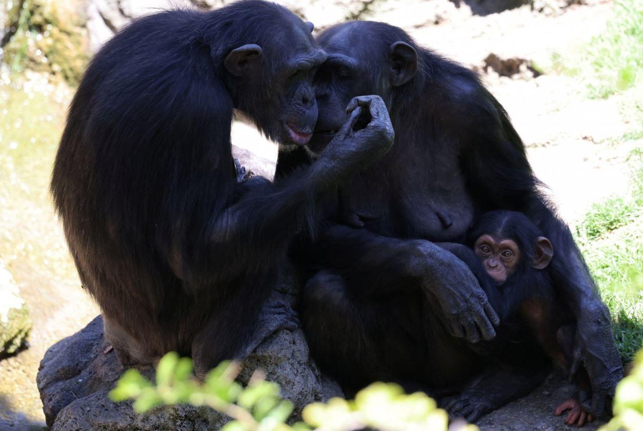 Chimpancés en el Bioparc de Valencia