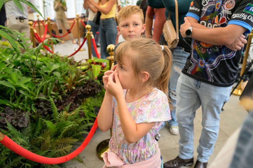 Seorang bocah menutup hidungnya saat menyaksikan bunga bangkai di Royal Botanic Garden Sydney, Australia, pada 23 Januari 2025.