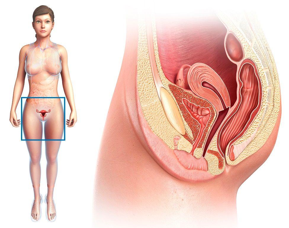 Ilustração do corpo e do aparelho reprodutivo feminino